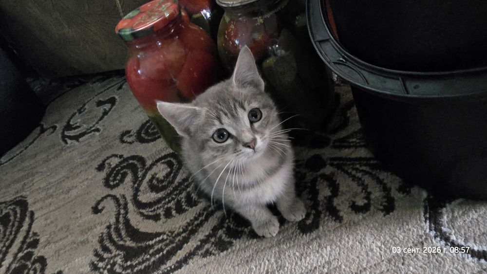 Отдам уличных котят - девочка, мальчик