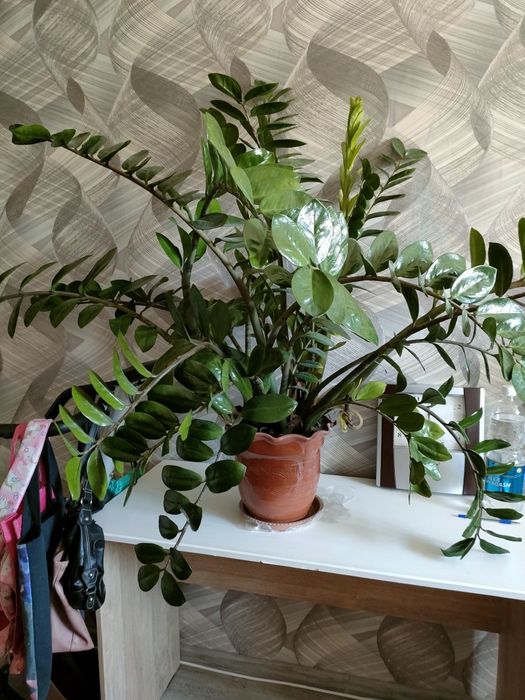 Продам замиакулькас