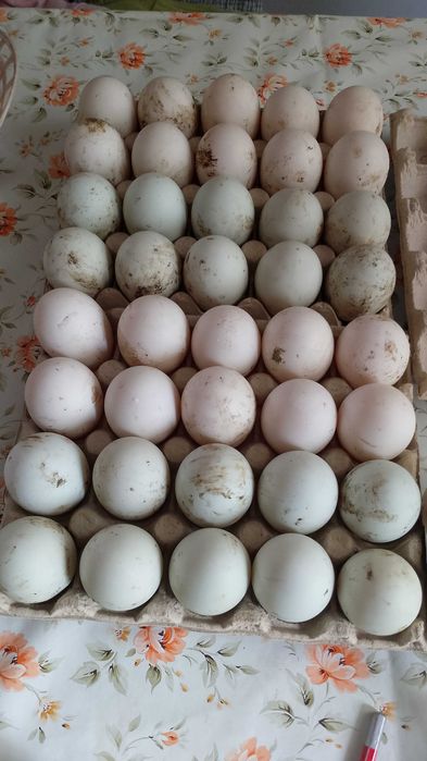 Oua de rata pentru incubat sau consum