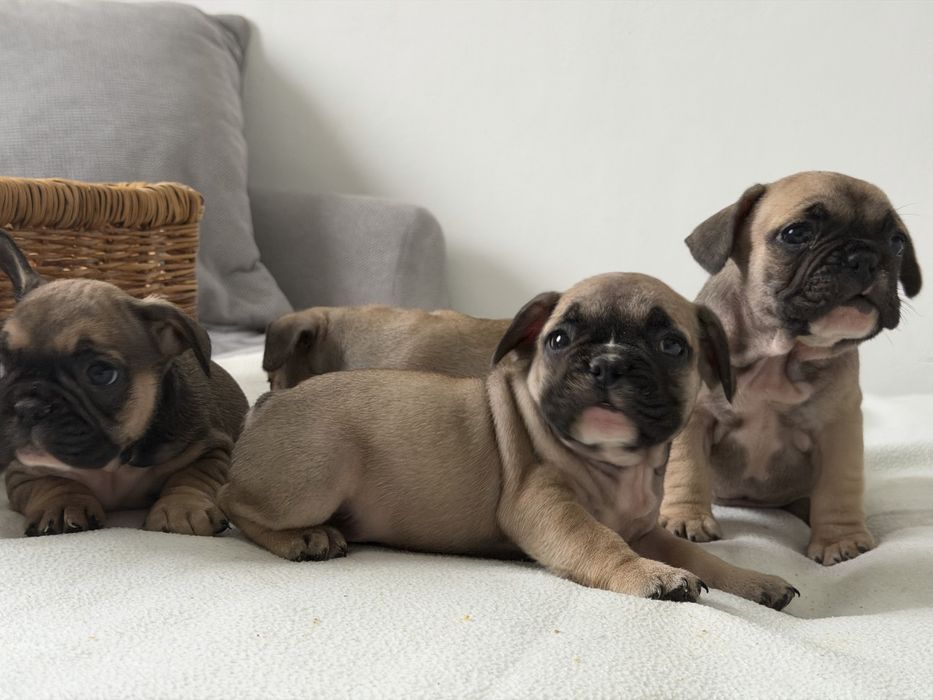 Френски булдог-кученца