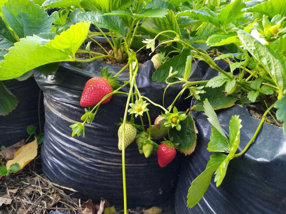 Ягоди разсад - лятна кампания