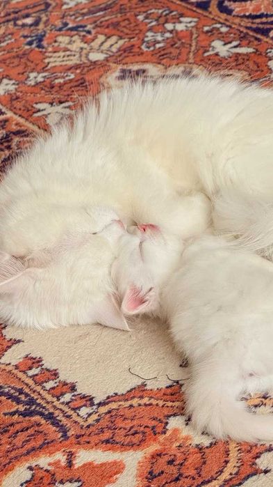 Продаётся девочка Турецкой Ангорки — редкая порода в Узбекистане!