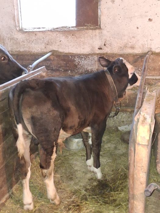 Se vinde Baltat romanesc