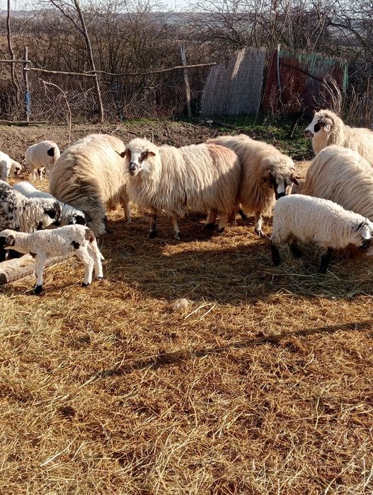 Vînd 16 oi reforme un berbec și 13 miei