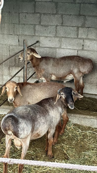 Зотли Кучкор Арашан
