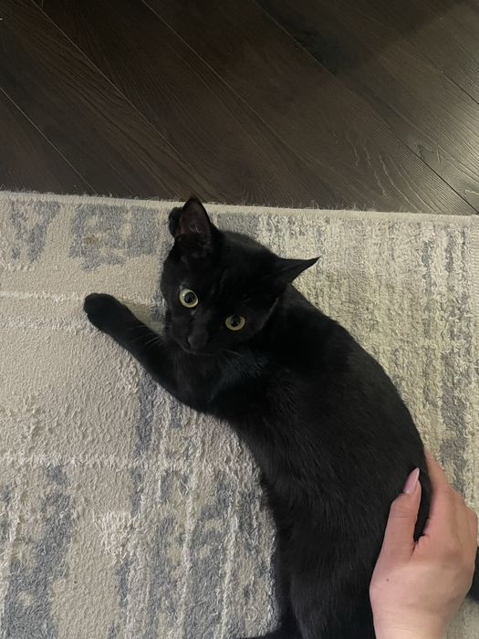 Котенок 6 месячный