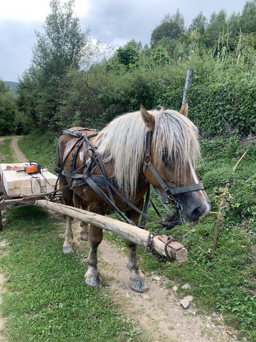 Vand armasar  de 4,5 ani