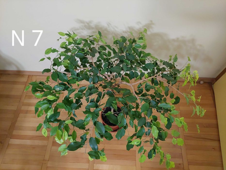 Продавам фикуси бенджамин 25-65 лв.