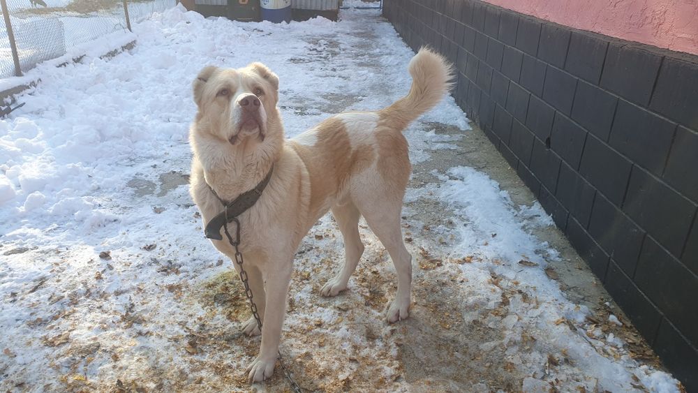 Продам кабеля боицовых кровей