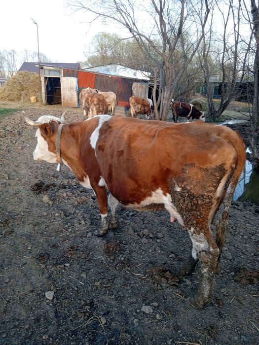 Vând vacă băltată Românească