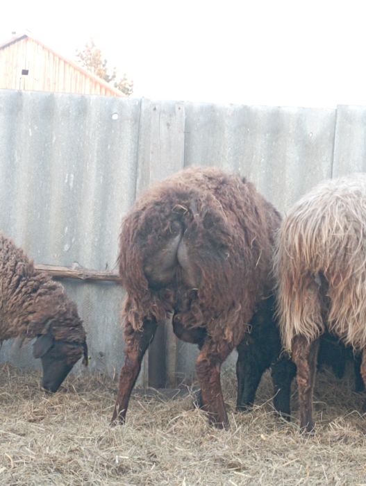 Продам кошкара крупный