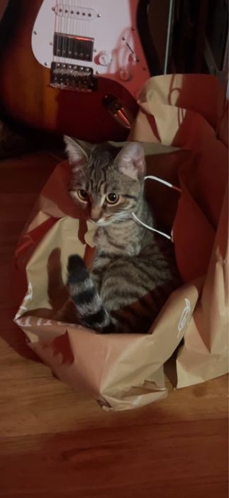 Кошка, 1 годик, привитая