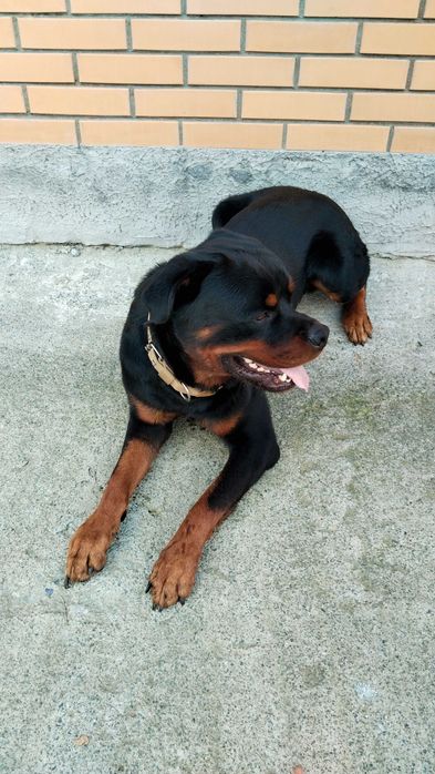 Кобель Ротвейлера ищет подругу!