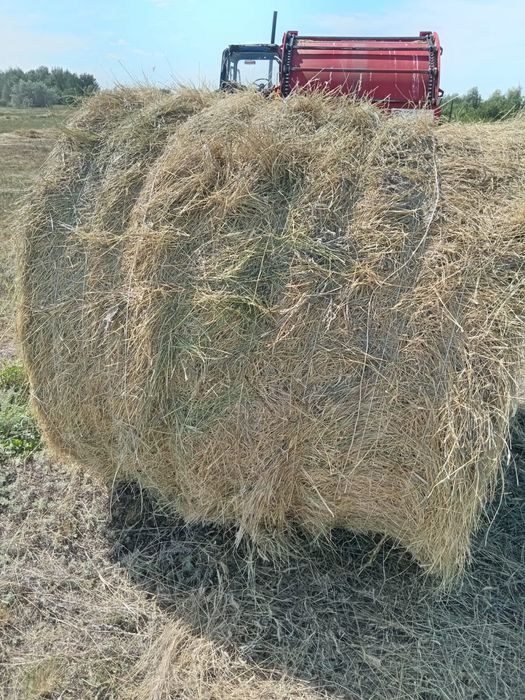 Продаётся сено Житняк
