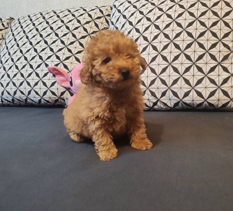 Малтипу  -  женско