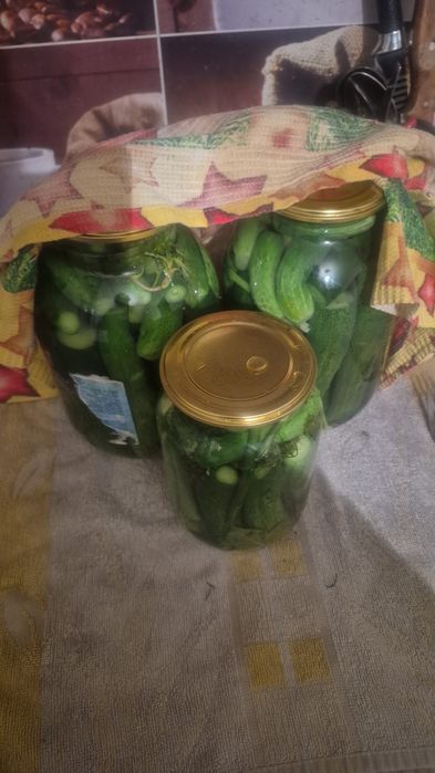 Солёные огурчики!!!