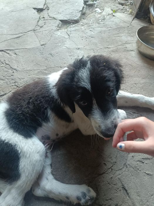 Куче каракачанка