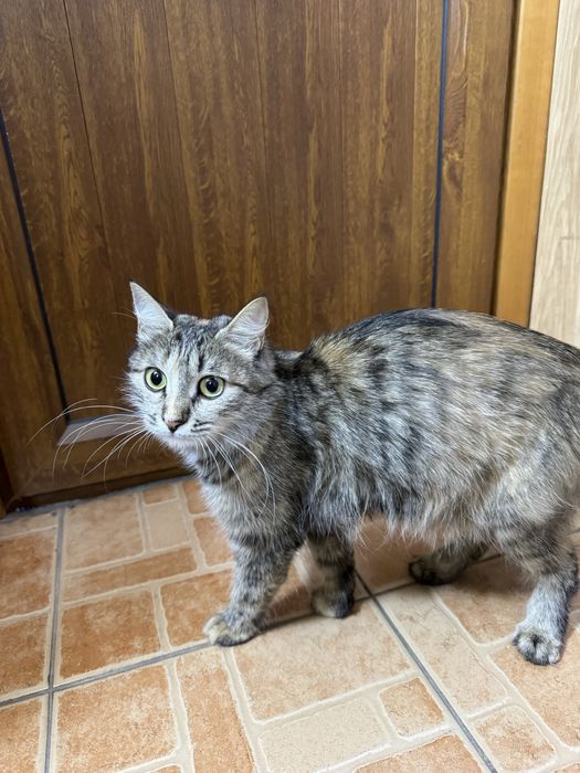 Дом для кошечки героини