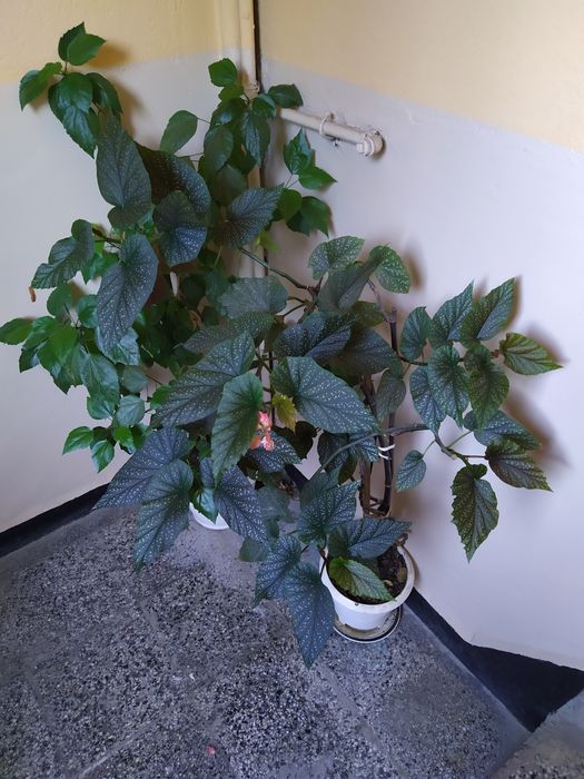 ПРОДАМ красиви цветя