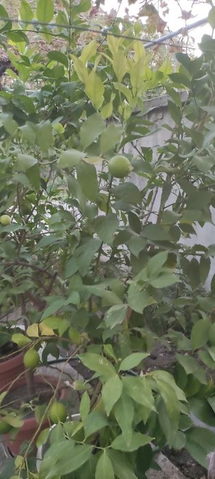 Лимонови дръвчета