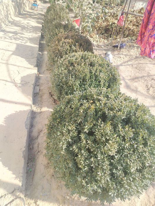 Самшить на продажу