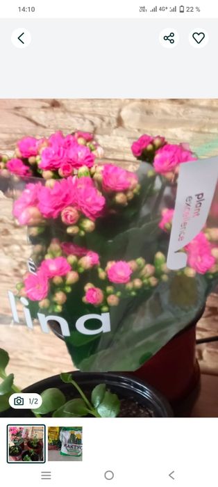 Комнатные цветы, рассады