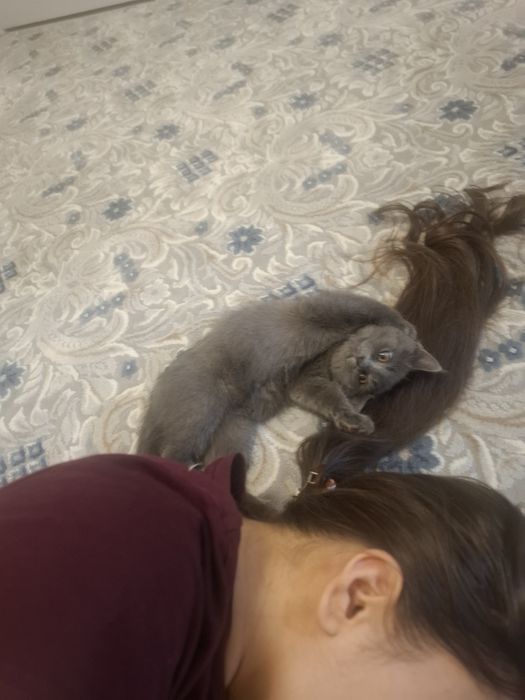 Мушук сотилади тарбияланган, Scottish fold  7 ойлик эркак.