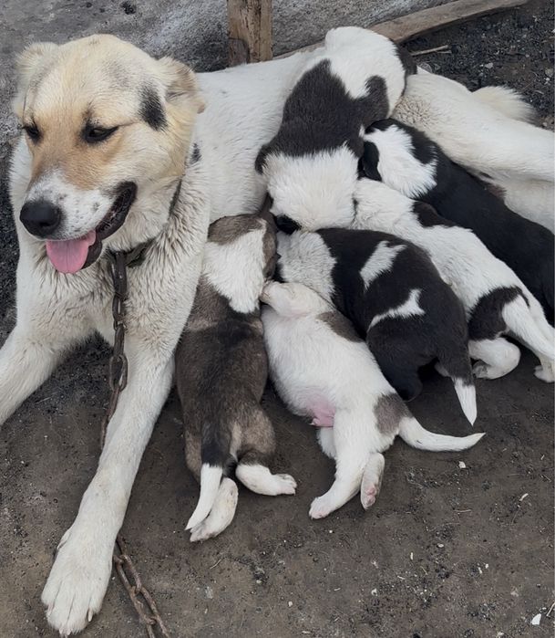 Алабайдын күшіктері