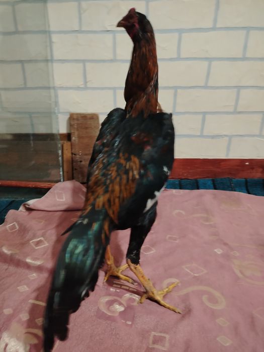 Dakan xo'roz sotiladi