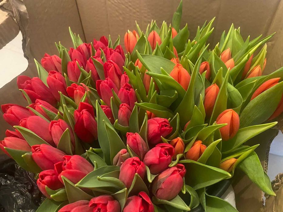 Тюльпаны по оптовой цене со склада Астана