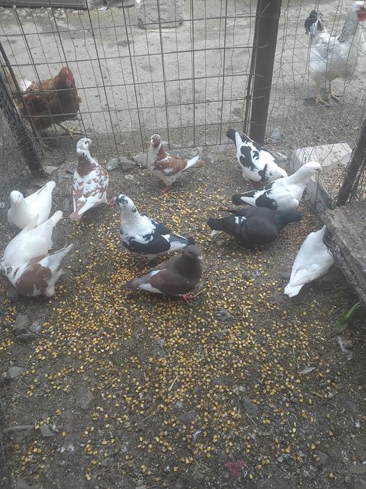 Porumbei de vanzare