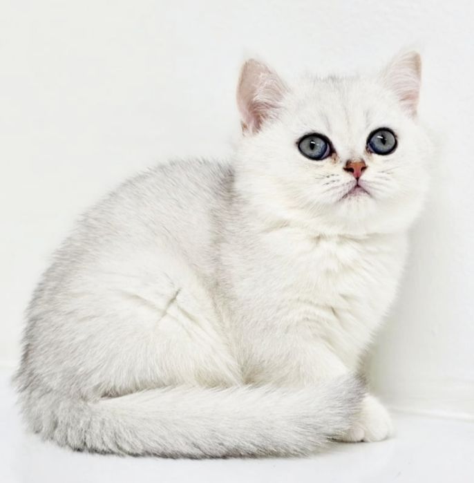 КоТики и коШечки БриТаШки