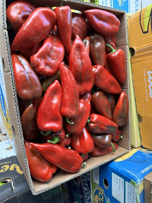 Пипер Капия Големи количества!