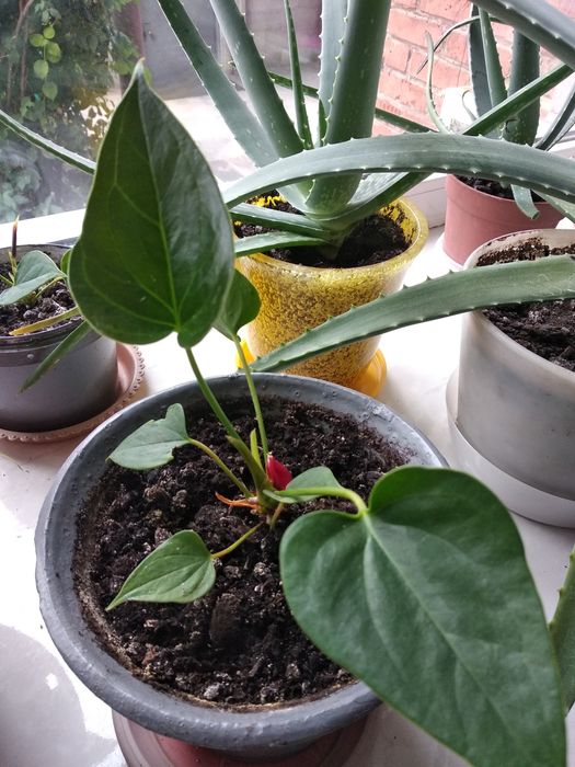 Цветы мужское счастье