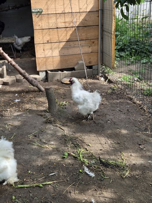 Vând cocoși de rasa