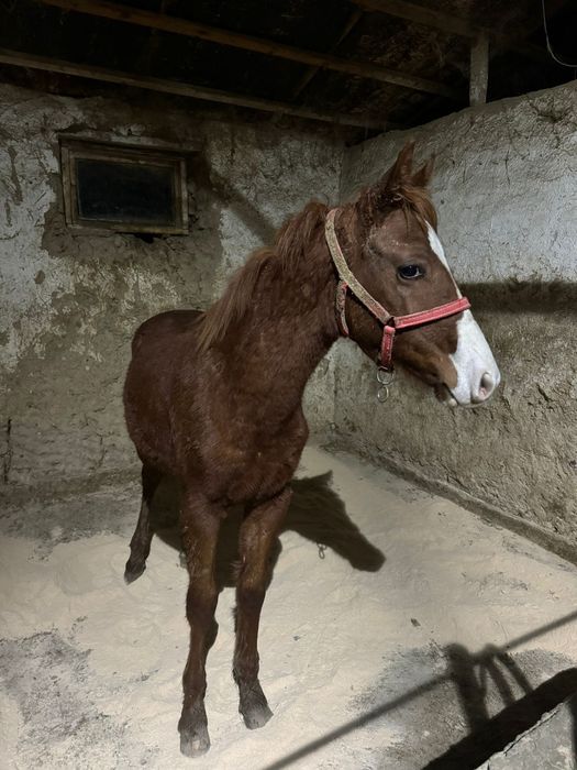 Продам тай англоарап