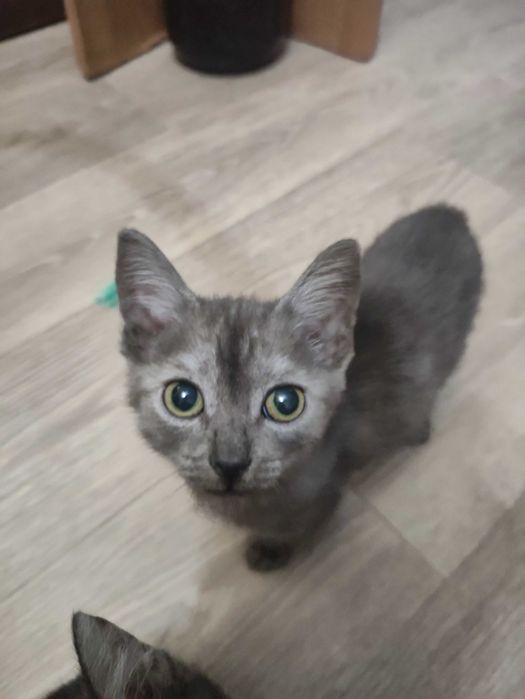 Отдадим в добрые руки котят