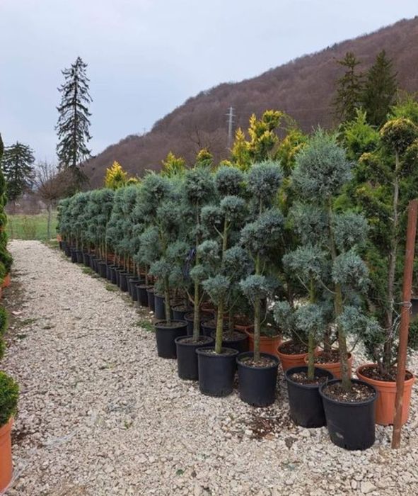 Plante ornamentale de diferite varietății