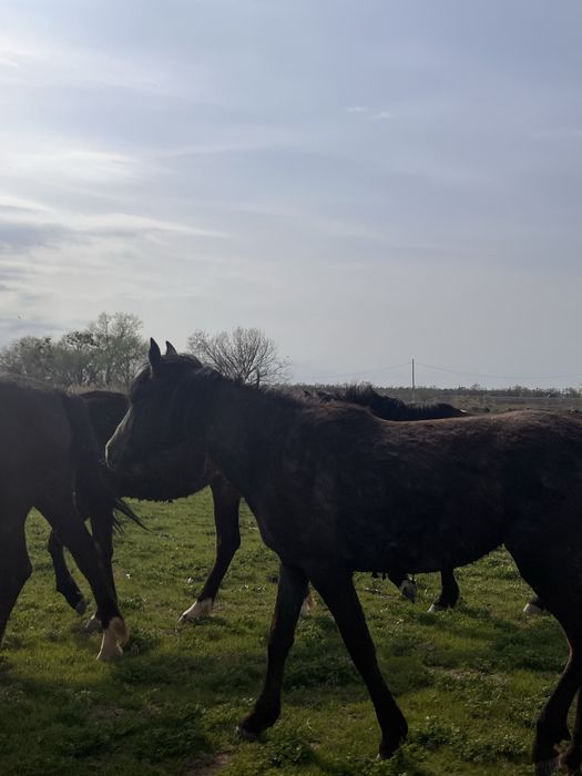 Продам кабыл, жеребят