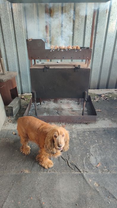 Пропала собака спаниель