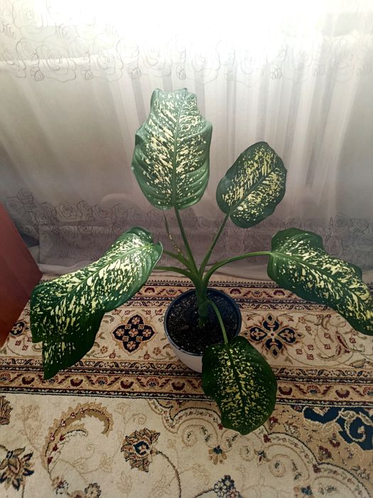 Диффенбахия цветок комнатный Каскелен