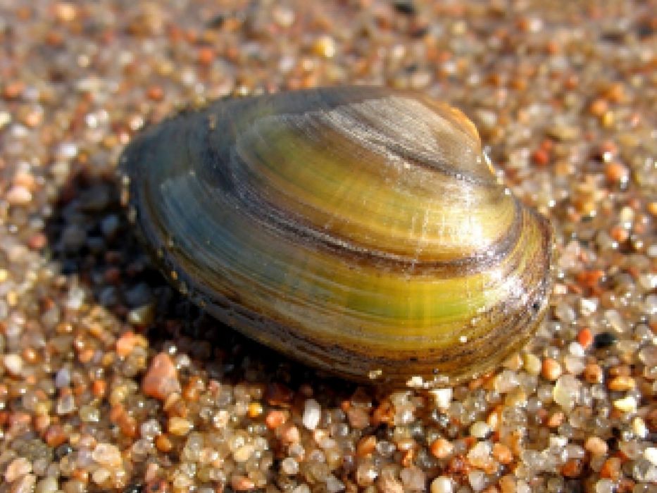 перловица, chiganoq