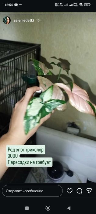 Комнатные растения