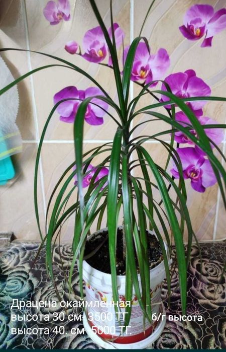 Драцена, Диффенбахия