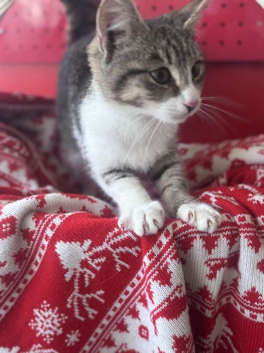 Отдам котёнка бесплатно