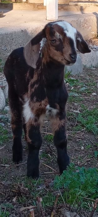 Лақ еркек Козлики сатылады