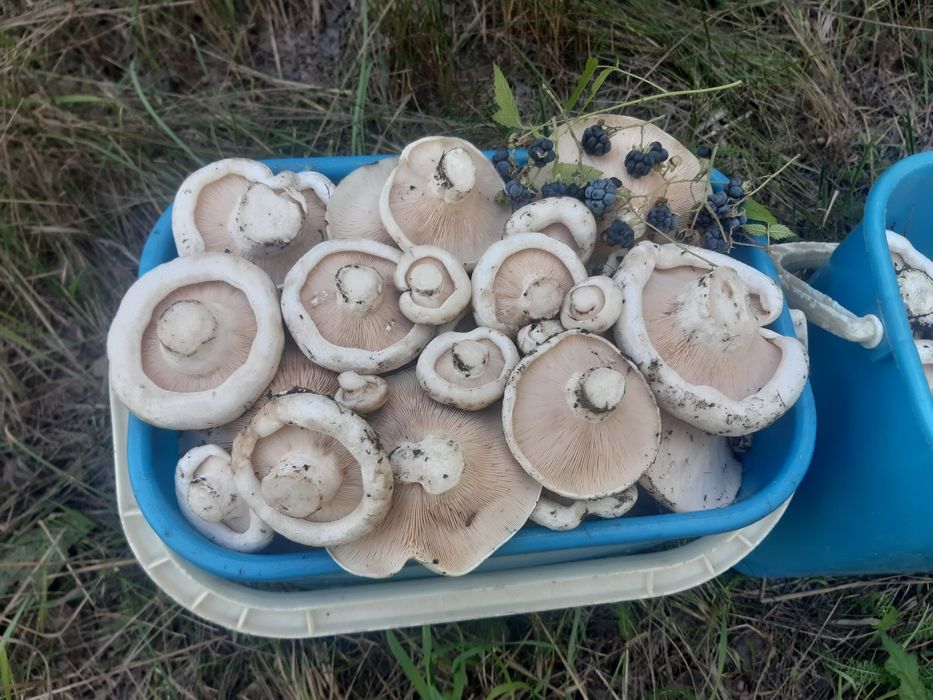 Продам грибы грузди 1500