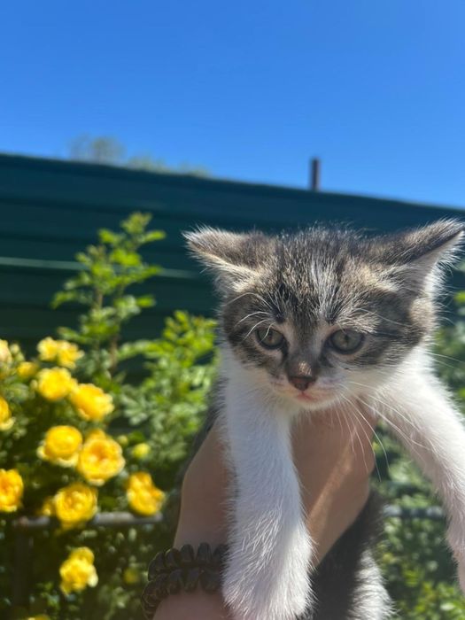 Отдам Котят 2мальчика 1девочка