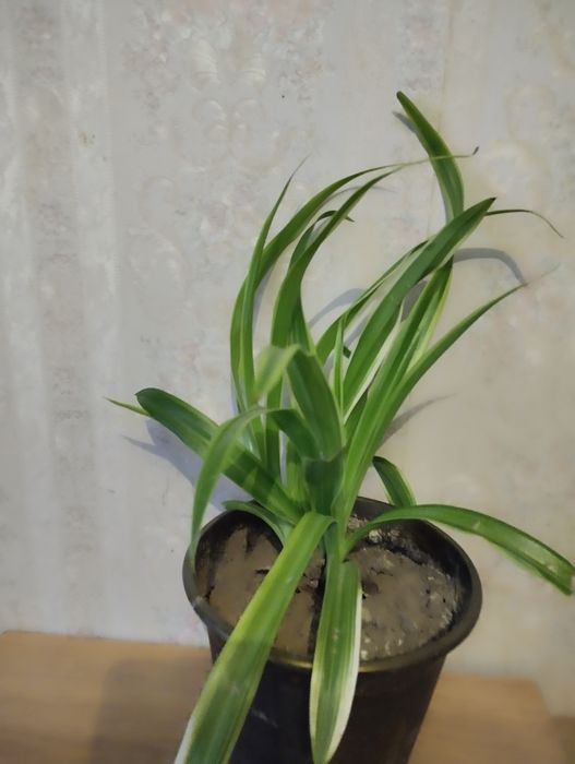 Хлорофитум полосатый .