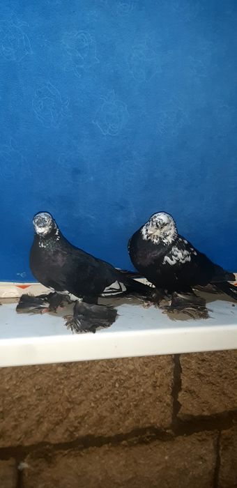 Есть в продаже две пары сочей